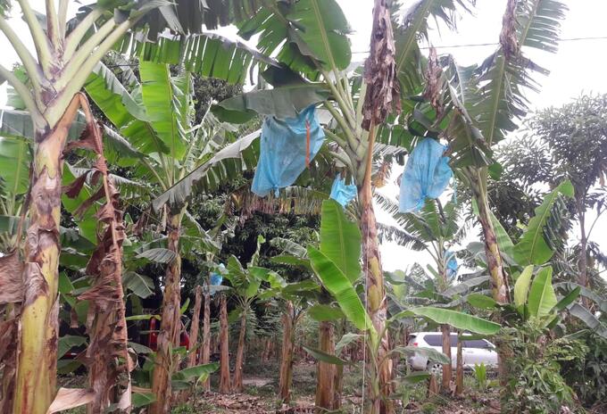 Restitución de tierras en el Urabá antioqueño.