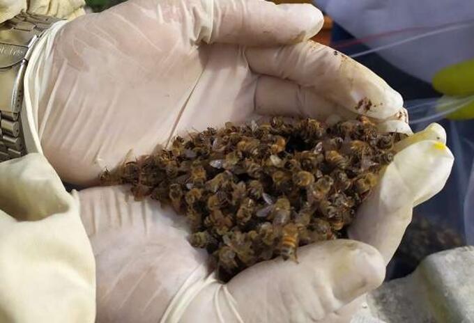 Preocupación en el Quindío por nuevos casos de mortandad de abejas