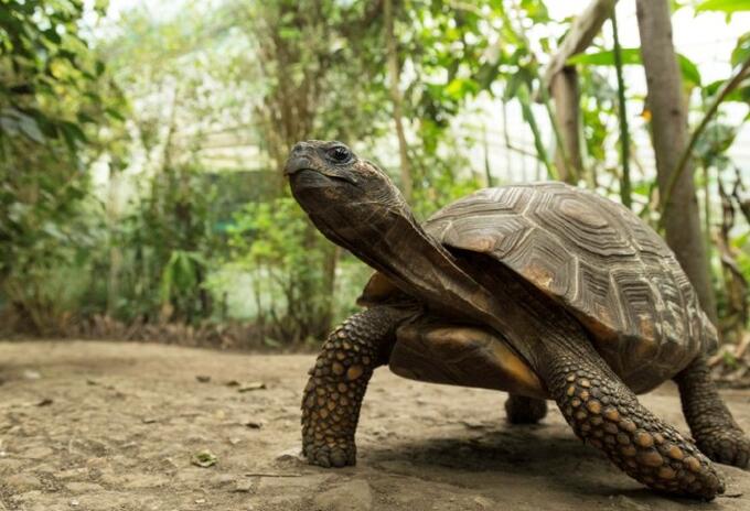Animal silvestre en Bioparque.