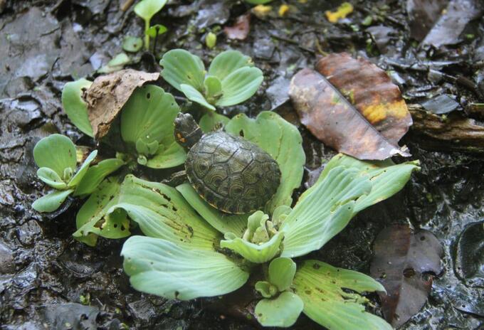 Tortuga hicotea.