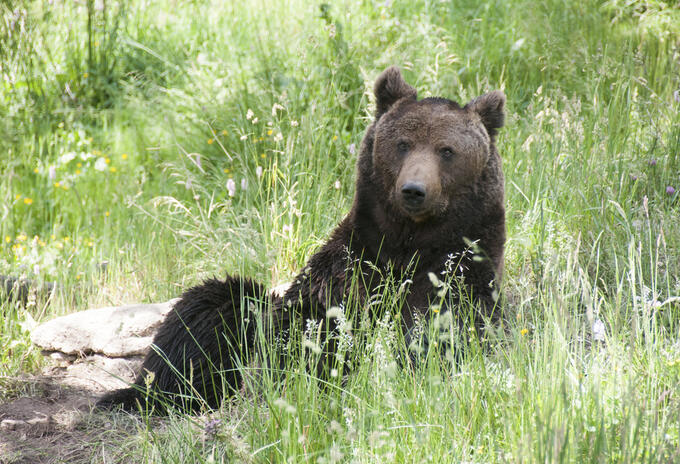 Oso