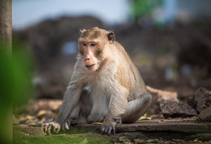 Monos