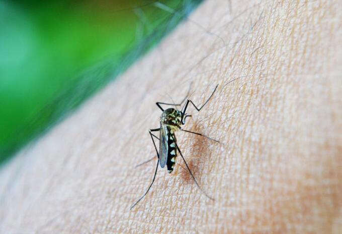 Mosquito transmisor del dengue