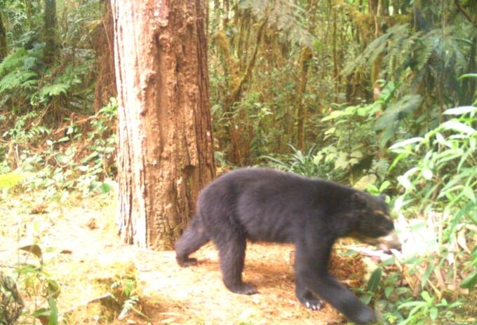 Osos Huila
