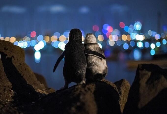 Pingüinos abrazándose