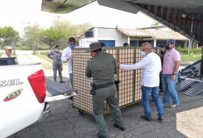 El tigre se crió en la hacienda Nápoles