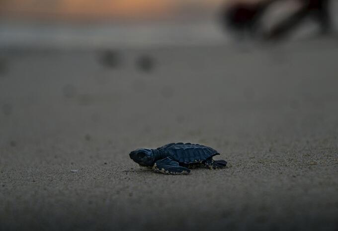Tortuga Tortuga