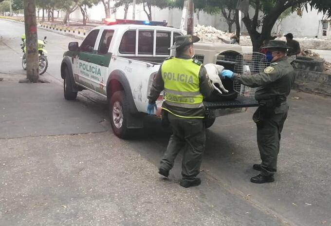 Perros Rescatados
