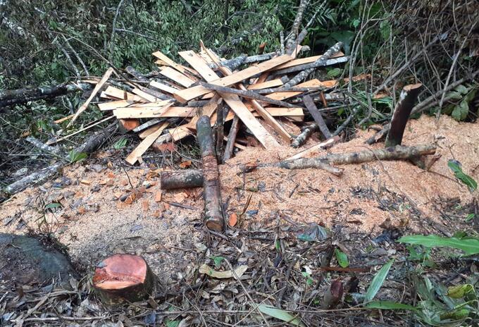 Deforestación durante la cuarentena en Antioquia.