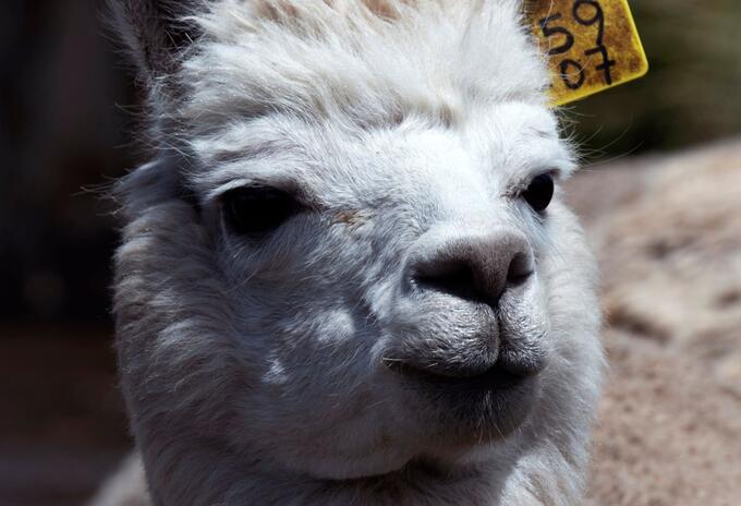 Alpaca Alpaca