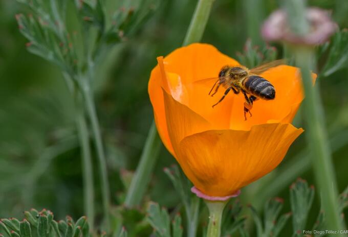 Abeja.