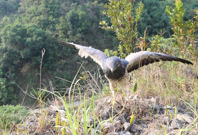 Aguila de páramo.