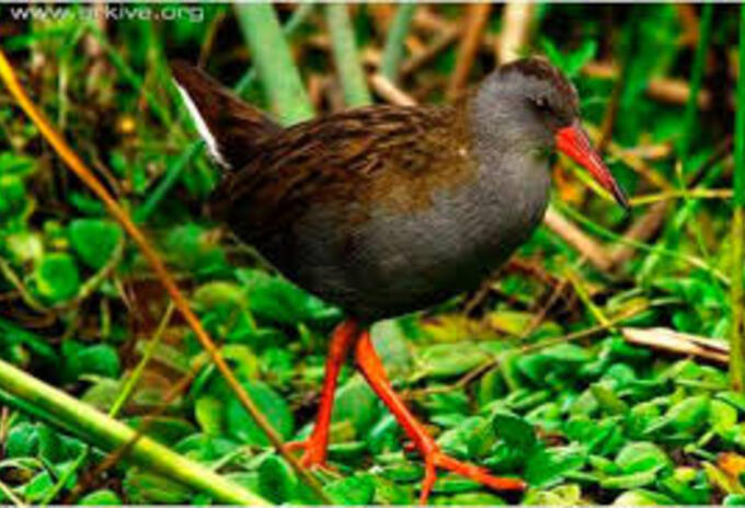 Aves migratorias