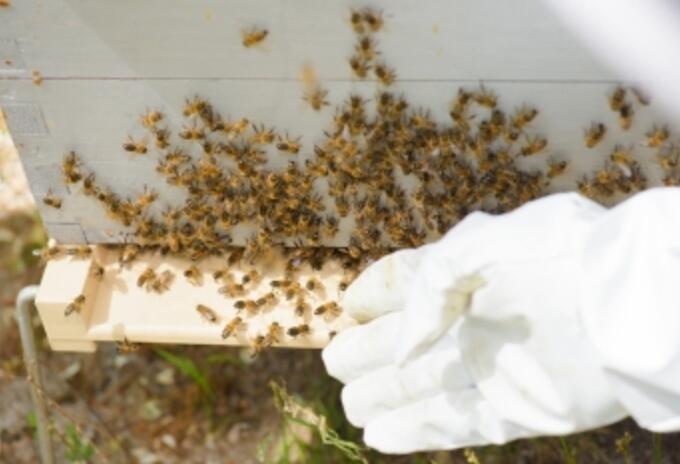 Panal de abejas