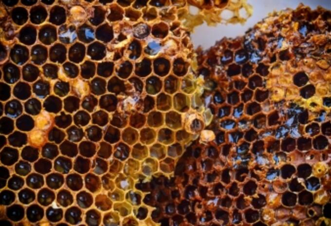 Panal de abejas