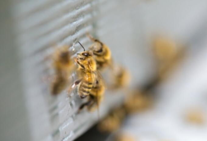 Abejas
