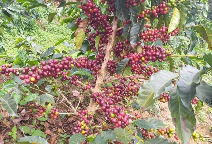 Cosecha Huila