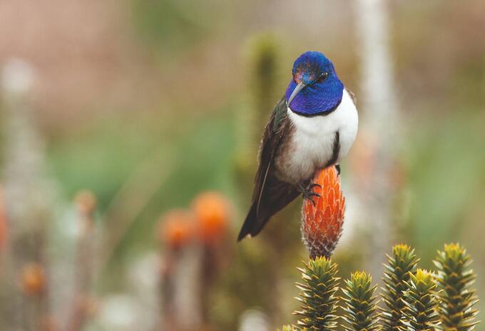 "paraíso de los colibríes