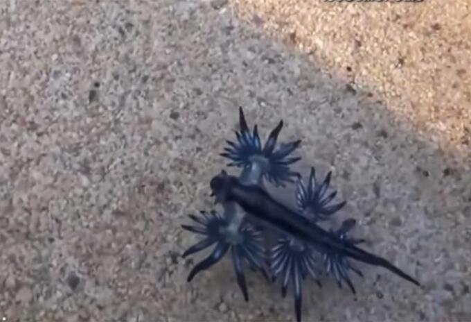 Dragón azul, la rara criatura que ahora apareció en el mundo Dragón azul, la rara criatura que ahora apareció en el mundo
