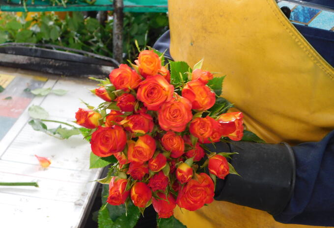 Empresa exportadora de flores colombianas.