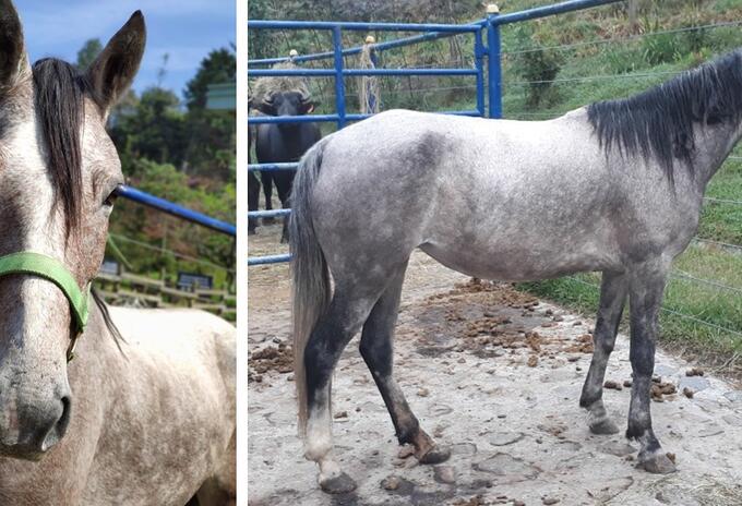 Uno de los equinos robados en Envigado, Antioquia.