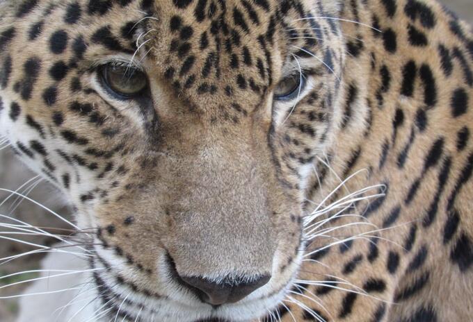 Jaguar, Corpamag, Santa Marta, Magdalena