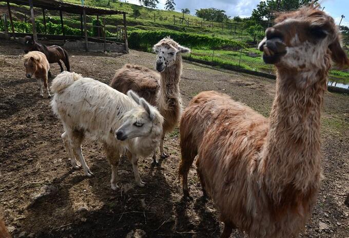 Llama Llama