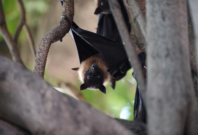 El Nipah tendría origen en los murciélagos