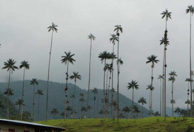 Valle de Cocora en Salento, Quindío