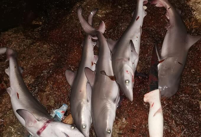 Tiburones sacrificados en la isla de San Andrés.