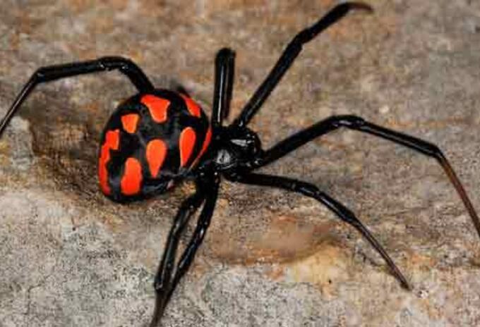 Araña viuda negra Araña viuda negra