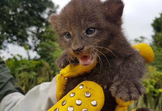 Estos podrán recibir la atención de una fundación experta en felinos
