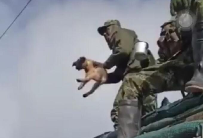 Soldado que maltrató al perro Soldado que maltrató al perro