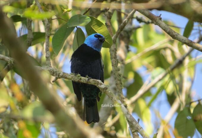 Especie de ave en Cundinamarca.