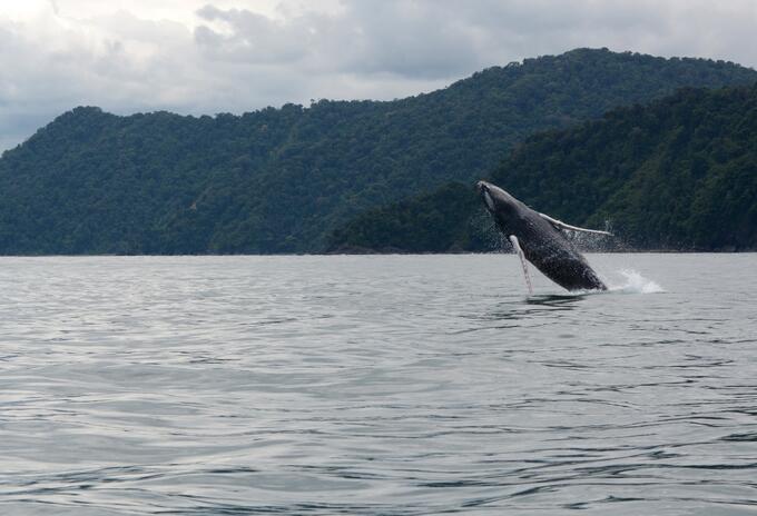 Ballenas jorobadas.