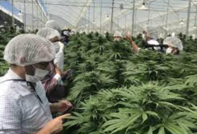 Cannabis cultivo