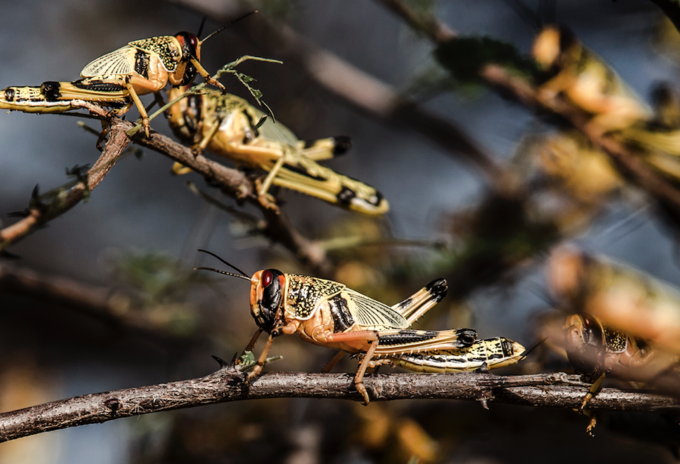 Plaga de langostas llegará a Brasil