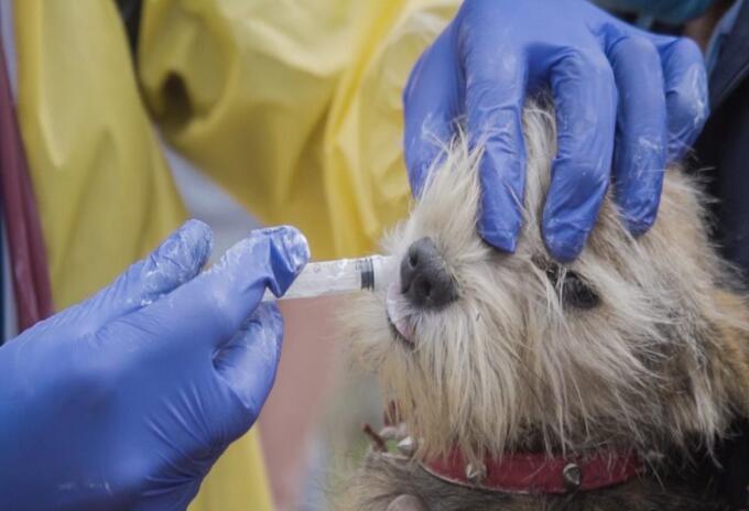 Más de 1.000 perros y gatos han sido salvados en Bogotá