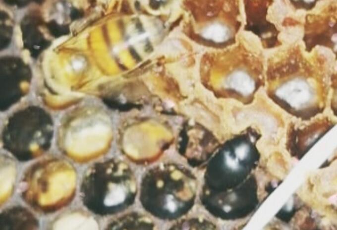Éste es uno de los especímenes de escarabajo de las colmenas encontrados en Colombia