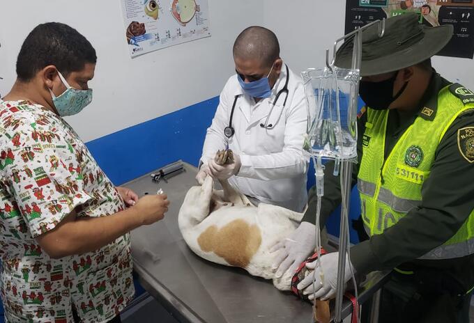 Autoridades rescatan a la canina.