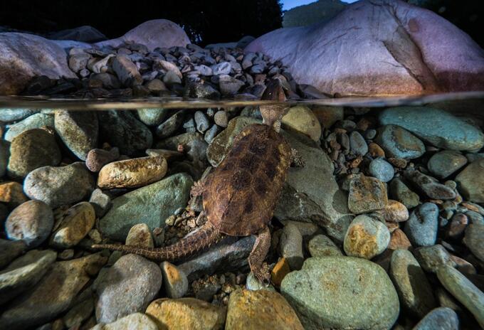 TORTUGA EXTAÑA TORTUGA EXTAÑA