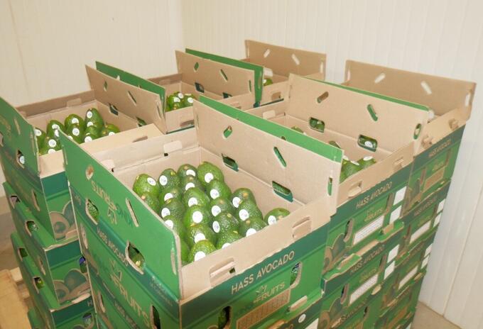 Aguacate, Puerto, Santa Marta, Exportación, Estados Unidos