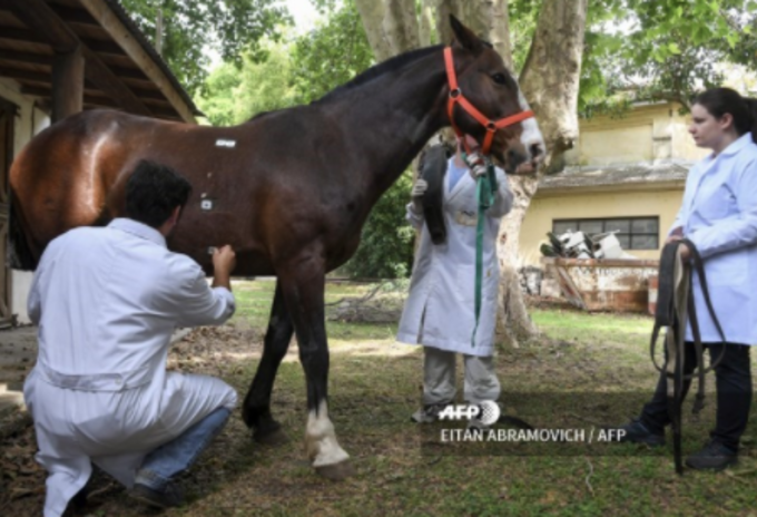 Argentina hace ensayos para el coronavirus con suero equino
