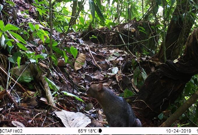 Jaguarundi 3
