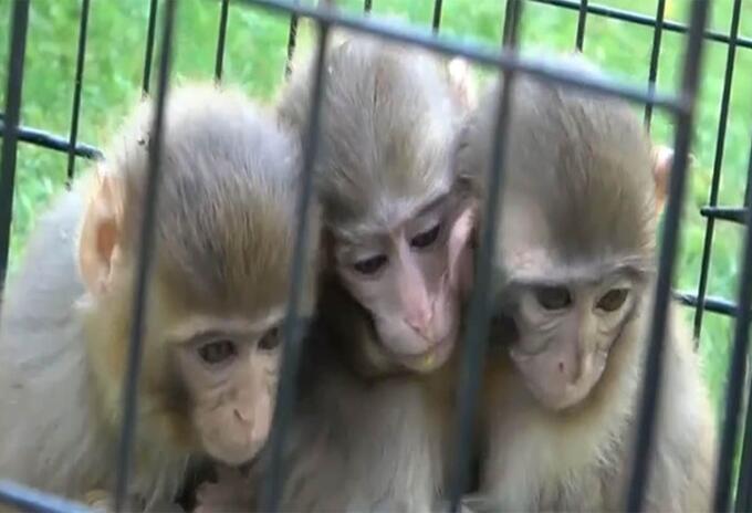 Monos protegen y abrazan a su hermano con Síndrome de Down