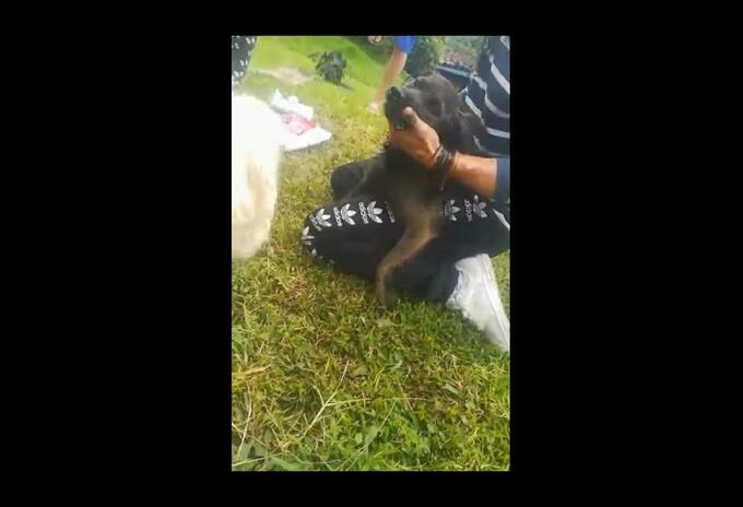 Perro afectado - Salento, Quindío