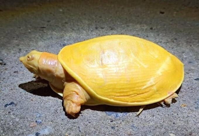 Tortuga amarilla