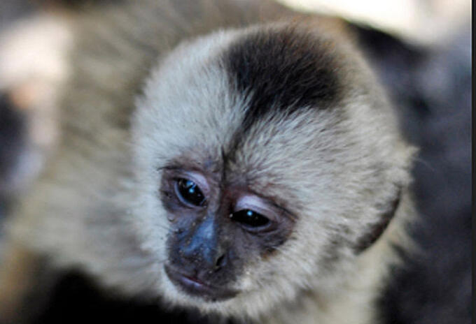 Mico diablo, una de las especies de primates más pequeñas.