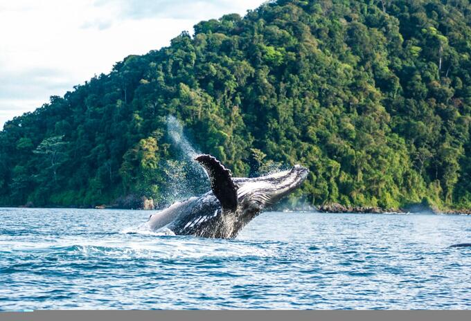 Ballenas jorobadas 4