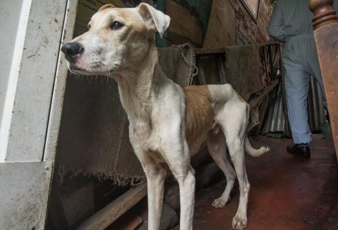 Más de veinte perros, gatos y palomas estaban cruelmente confinados en vivienda de Bogotá.